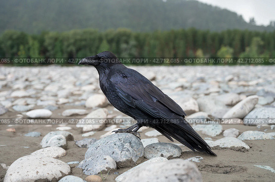 Black bird raven. Стоковое фото, фотограф Jan Jack Russo Media / Фотобанк Лори