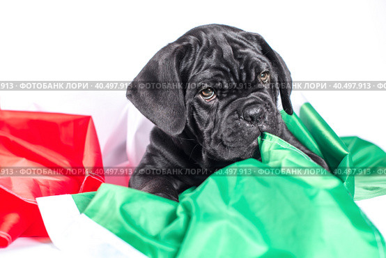 black cane corso puppy gnaws an italian flag. Стоковое фото, фотограф Артем Курутин / Фотобанк Лори