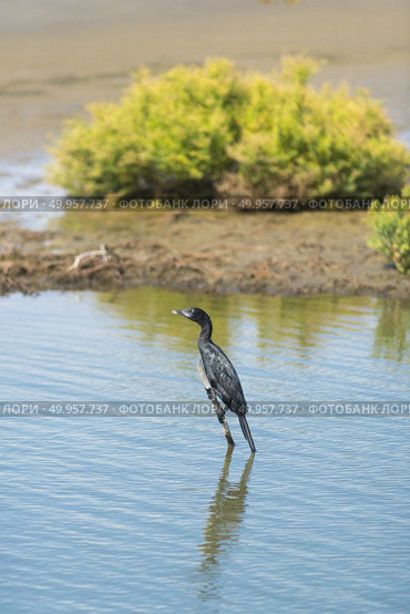 Black Cormorant (Phalacrocorax carbo) perching on a branch. Стоковое фото, агентство Ingram Publishing / Фотобанк Лори