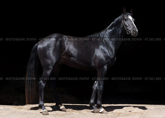 Black dressage sports horse portrait in dark stable doorway background. Черный спортивный конь на фоне темных ворот конюшни. Стоковое фото, фотограф Михаил Кондрашов / Фотобанк Лори