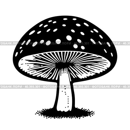 Black hand-drawn vector illustration of One fresh mushroom Fly agaric isolated on a white background. Стоковая иллюстрация, иллюстратор Татьяна Куклина / Фотобанк Лори
