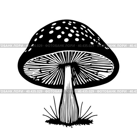 Black hand-drawn vector illustration of One fresh mushroom Fly agaric isolated on a white background. Стоковая иллюстрация, иллюстратор Татьяна Куклина / Фотобанк Лори