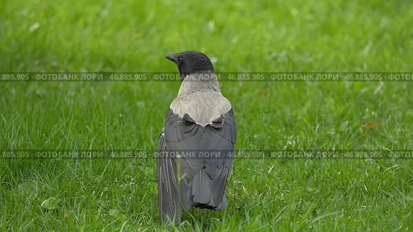 Black jungle crow standing and eating a piece of bread on the green grass. Стоковое фото, фотограф David Kashakhi / Фотобанк Лори