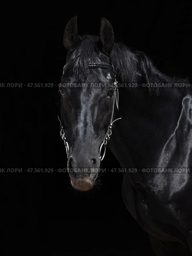 Black  thoroughbred dressage horse portrait in dark stable doorway background. Черный спортивный конь на фоне темных ворот конюшни. Стоковое фото, фотограф Михаил Кондрашов / Фотобанк Лори