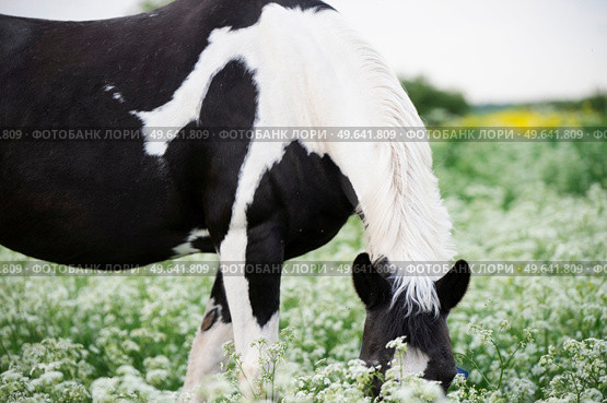 black-white piebald horse grazing on blossom pasture. close up. Стоковое фото, агентство Ingram Publishing / Фотобанк Лори