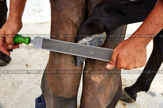blacksmith sanding a hoof . blacksmith sanding a hoof of a horse. Стоковое фото, агентство Ingram Publishing / Фотобанк Лори