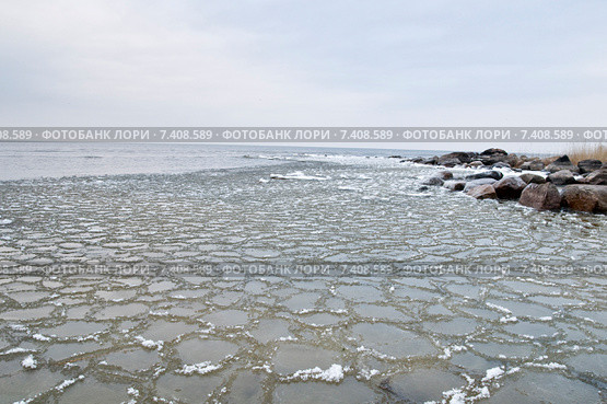 Блинчатый лёд у берега Чудского озера. Стоковое фото, фотограф Ирина Бельдиман / Фотобанк Лори