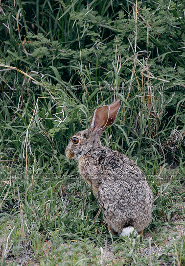 Bloated mites feed on animals. Sick wild hare with ticks attached to its ears. Стоковое фото, фотограф Екатерина Якименко / Фотобанк Лори