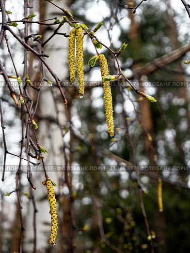 Blooming birch catkins against a background of white tree trunks and forest. Close-up. Spring forest background with blooming birch trees. Стоковое фото, фотограф Бузмакова Светлана / Фотобанк Лори