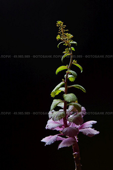 Blooming cabbage with little leaves over black background. Green and violet colors of plant. Medicine concept. Pharmacy concept.. Blooming cabbage over black background. Стоковое фото, агентство Ingram Publishing / Фотобанк Лори
