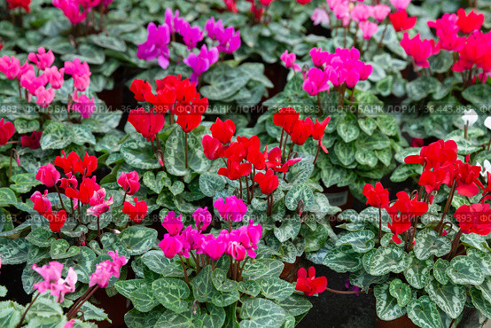 Blooming cyclamen growing in pots. Стоковое фото, фотограф Яков Филимонов / Фотобанк Лори
