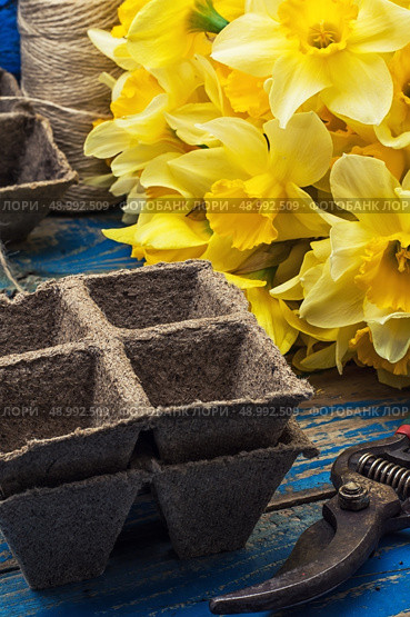 blooming daffodils,peat pots,secateurs on wooden background.Selective focus. Стоковое фото, агентство Ingram Publishing / Фотобанк Лори