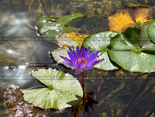 Blooming dark blue nymphea closeup (Lat. - nymphaea caerulea) Стоковое фото, фотограф Irina Opachevsky / Фотобанк Лори