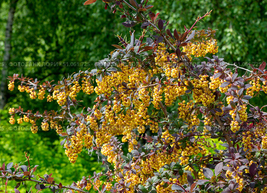 Blooming European Barberry (Berberis vulgaris) in garden. Цветение барбариса. Стоковое фото, фотограф Roman B. / Фотобанк Лори