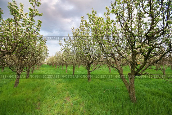 Blooming fruit orchard in spring. Agricultural and nature composition. Стоковое фото, агентство Ingram Publishing / Фотобанк Лори