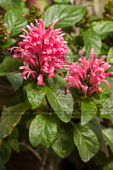 Blooming Justicia. Natural isolated background in a botanical garden. Стоковое фото, фотограф Елена  Попкова / Фотобанк Лори