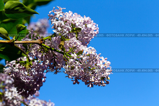 Blooming lilac against the blue sky. Стоковое фото, фотограф Евгений Ткачёв / Фотобанк Лори