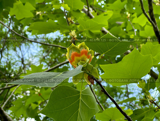 Blooming liriodendron tulipifera tulip tree. Стоковое фото, фотограф Irina Opachevsky / Фотобанк Лори