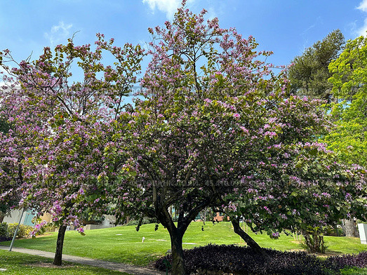 Blooming orchid tree Bauhinia (lat. - Bauhinia) on the campus of The Weizmann Institute of Science. Стоковое фото, фотограф Irina Opachevsky / Фотобанк Лори