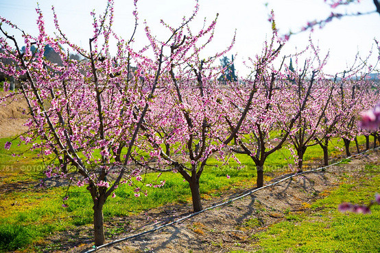 Blooming peach trees in early spring. Стоковое фото, фотограф Яков Филимонов / Фотобанк Лори