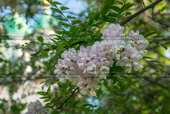 Blooming robinia pseudoacacia, commonly known in Russian as white acacia, is a fast—growing tree, a species of the genus Robinia of the Legume family Fabaceae on a sunny spring day, Astrakhan, Russia. Стоковое фото, фотограф Ula Ulachka / Фотобанк Лори