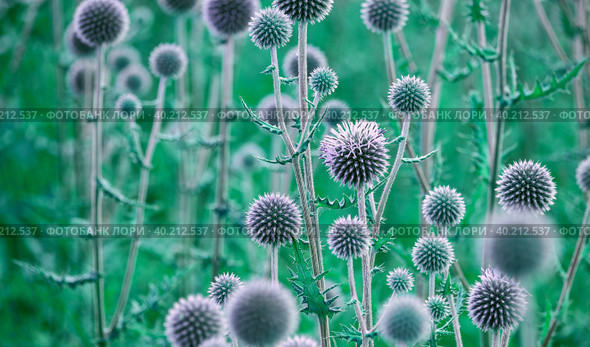 Blooming round prickly inflorescence of glandular globe-thistle, Echinops Sphaerocephalus. Selective shallow focus, daytime shot. Wildlife, common meadow plants, thorny heads, travel. Стоковое фото, фотограф Sergey Semenov / Фотобанк Лори