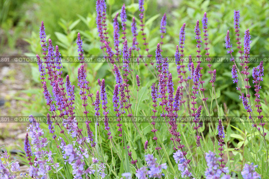 Blooming Salvia Superba on a nature. Стоковое фото, фотограф Володина Ольга / Фотобанк Лори