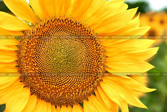 Blooming sunflower grows on a bright yellow color close-up. Стоковое фото, фотограф Стас Пересыпкин / Фотобанк Лори