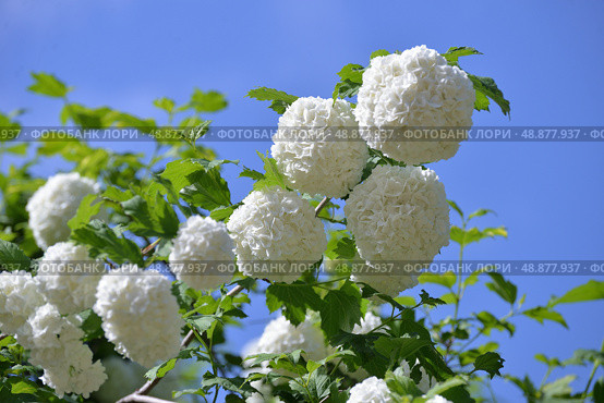 Blooming Viburnum vulgare Buldenezh (Roseum) in spring against background of blue sky. Стоковое фото, фотограф Алексей Антипов / Фотобанк Лори