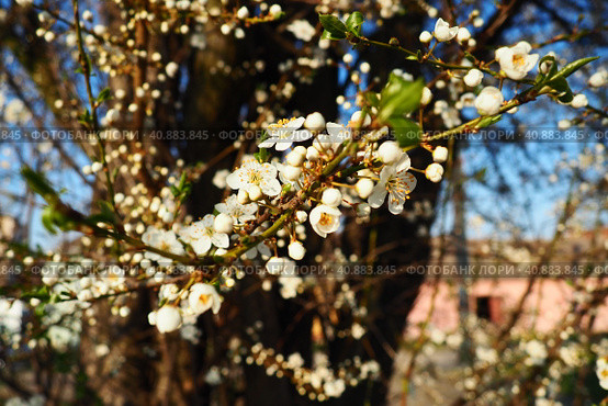Blossoming of cherries, sweet cherries and bird cherry. Beautiful fragrant white flowers on the branches during the golden hour. Spring white flowers are collected in long thick drooping brushes. Стоковое фото, фотограф Юлия Петровская / Фотобанк Лори