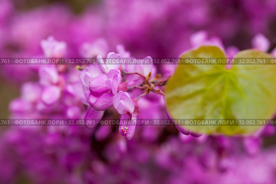 Blossoming of purple cercis siliquastrum at sunny day, nobody. Стоковое фото, фотограф Яков Филимонов / Фотобанк Лори