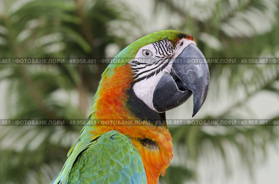 blue-and-yellow macaws (ara ararauna) perched in the jungle. Стоковое фото, агентство Ingram Publishing / Фотобанк Лори