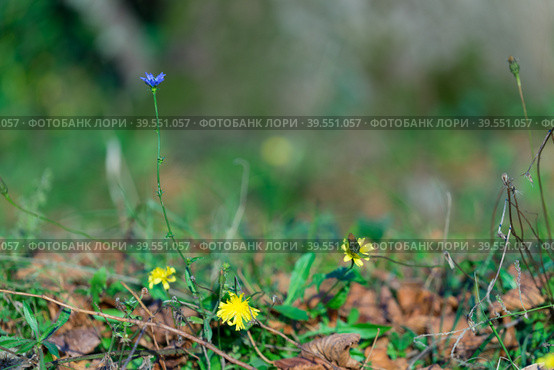 Blue chicory flowers on green grass background. Стоковое фото, фотограф Виктория Кольцова / Фотобанк Лори