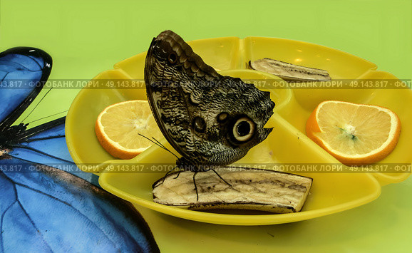 Blue Morpho butterfly feeds on fruits, sitting on a banana in a yellow feeder. Butterfly feeding on fruits, - lemons, oranges, bananas. Стоковое фото, фотограф Iva Noel / Фотобанк Лори