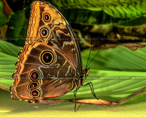 Blue Morpho butterfly with folded wings sits on a green leaf in the rainforest. Side view close-up, photo. Стоковое фото, фотограф Iva Noel / Фотобанк Лори