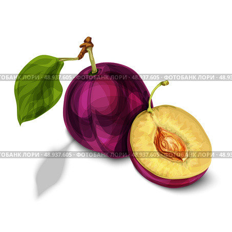 Blue natural organic sweet plum fruit sliced in half with seed leaves and yellow juicy meat isolated hand drawn sketch vector illustration. Стоковая иллюстрация, агентство Ingram Publishing / Фотобанк Лори