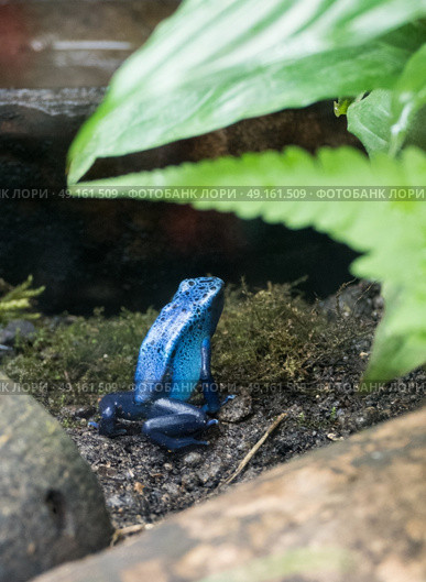 Blue poison dart frog in terrarium. Стоковое фото, агентство Ingram Publishing / Фотобанк Лори