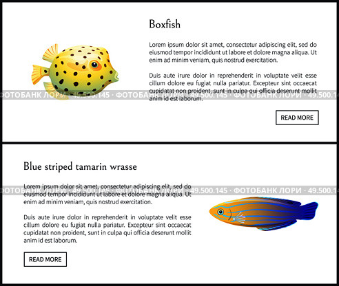 Blue striped tamarin and boxfish aquatic habitants isolated vector illustration with text sample and push buttons, marine fishes with colorful skin. Blue Striped Tamarin and Boxfish Aquatic Habitants. Стоковая иллюстрация, агентство Ingram Publishing / Фотобанк Лори