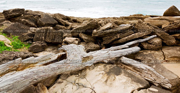 blur  in south africa    branch dead  tree coastline of st lucia and winter season. Стоковое фото, агентство Ingram Publishing / Фотобанк Лори