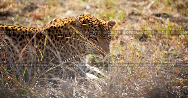 blur in south africa kruger natural park wild leopard resting after hounting. Стоковое фото, агентство Ingram Publishing / Фотобанк Лори