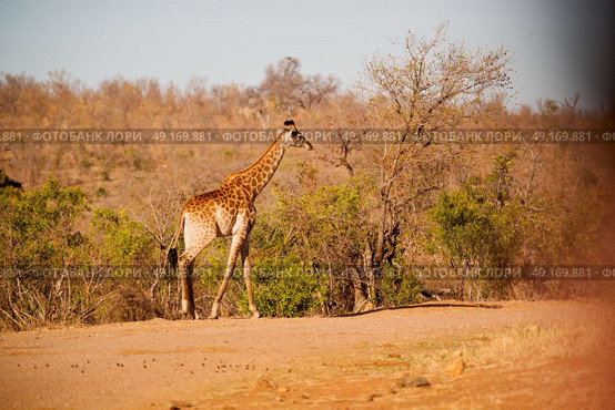 blur in south africa   kruger  wildlife    nature  reserve and  wild giraffe. Стоковое фото, агентство Ingram Publishing / Фотобанк Лори