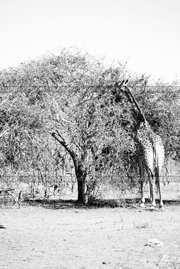 blur in south africa    kruger  wildlife    nature  reserve and  wild giraffe. Стоковое фото, агентство Ingram Publishing / Фотобанк Лори