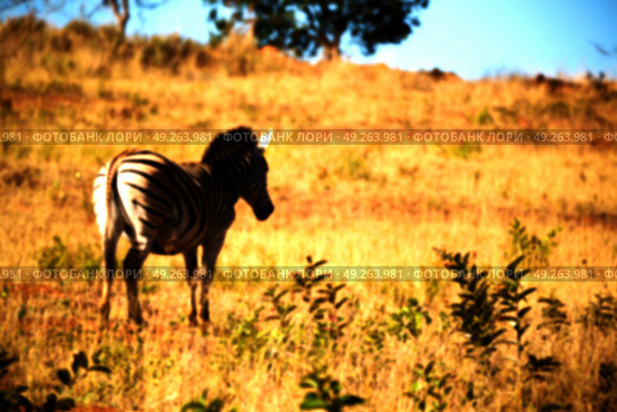 blur in south africa   mlilwane wildlife  nature  reserve and wild zebra. Стоковое фото, агентство Ingram Publishing / Фотобанк Лори
