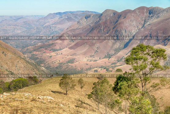 blur in swaziland     mlilwane wildlife  nature  reserve mountain and tree. Стоковое фото, агентство Ingram Publishing / Фотобанк Лори