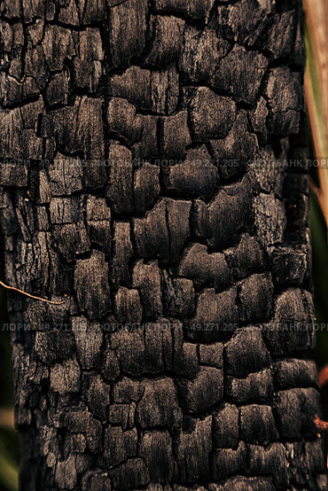 blur in the forest a piece of tree burned like abstract background. Стоковое фото, агентство Ingram Publishing / Фотобанк Лори
