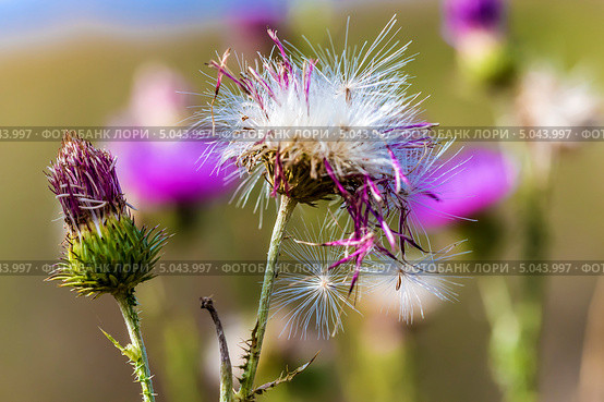 Бодяк обыкновенный ( Cirsium vulgare ). Дикорастущие растения Сибири. Стоковое фото, фотограф Евгений Мухортов / Фотобанк Лори