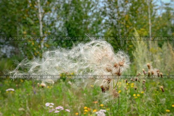 Бодяк полевой, или розовый осот (лат. Cirsium arvense) после цветения.  Вид многолетних травянистых растений из рода Бодяк семейства Астровые, или Сложноцветные (Asteraceae) Стоковое фото, фотограф Pukhov K / Фотобанк Лори