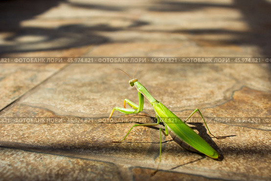 Богомол.Богомо́ловые, или богомо́лы (лат. Mantodea), — отряд крылатых насекомых с неполным превращением из надотряда тараканообразных. Стоковое фото, фотограф Роман Лукьянов / Фотобанк Лори