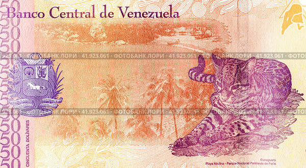 Bolivares Venezuelan Banknote. Cunaguaro (Leopardus tigrinus) with the Península de Paria National Park. Стоковое фото, фотограф FotograFF / Фотобанк Лори