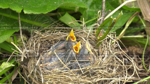 Болотная камышовка с птенцами. Warbler chicks in the nest. Стоковое видео, видеограф Евгений Романов / Фотобанк Лори